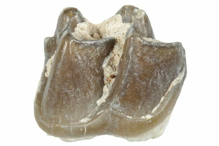 Fossil Horse (Mesohippus) Tooth - South Dakota #289527